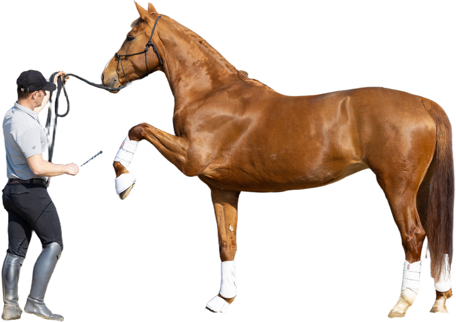 Tristan Tucker teaching a chestnut horse to lift a front leg in an outdoor arena