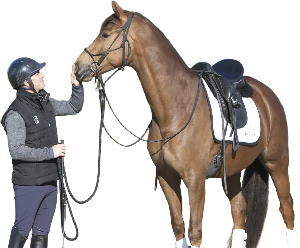 A handler calmly connecting with a bridled young horse wearing its saddle