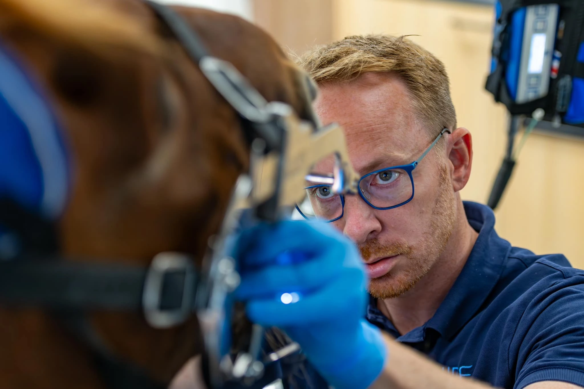 Wouter Demey examining a horse's mouth