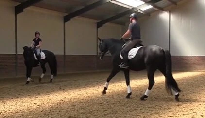 Horse Shyness