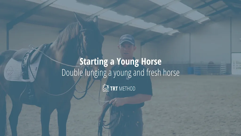 A horse working on the double lunge in an indoor arena