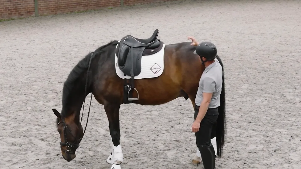 A bay horse lowering his head and releasing while Tristan Tucker works him from the ground