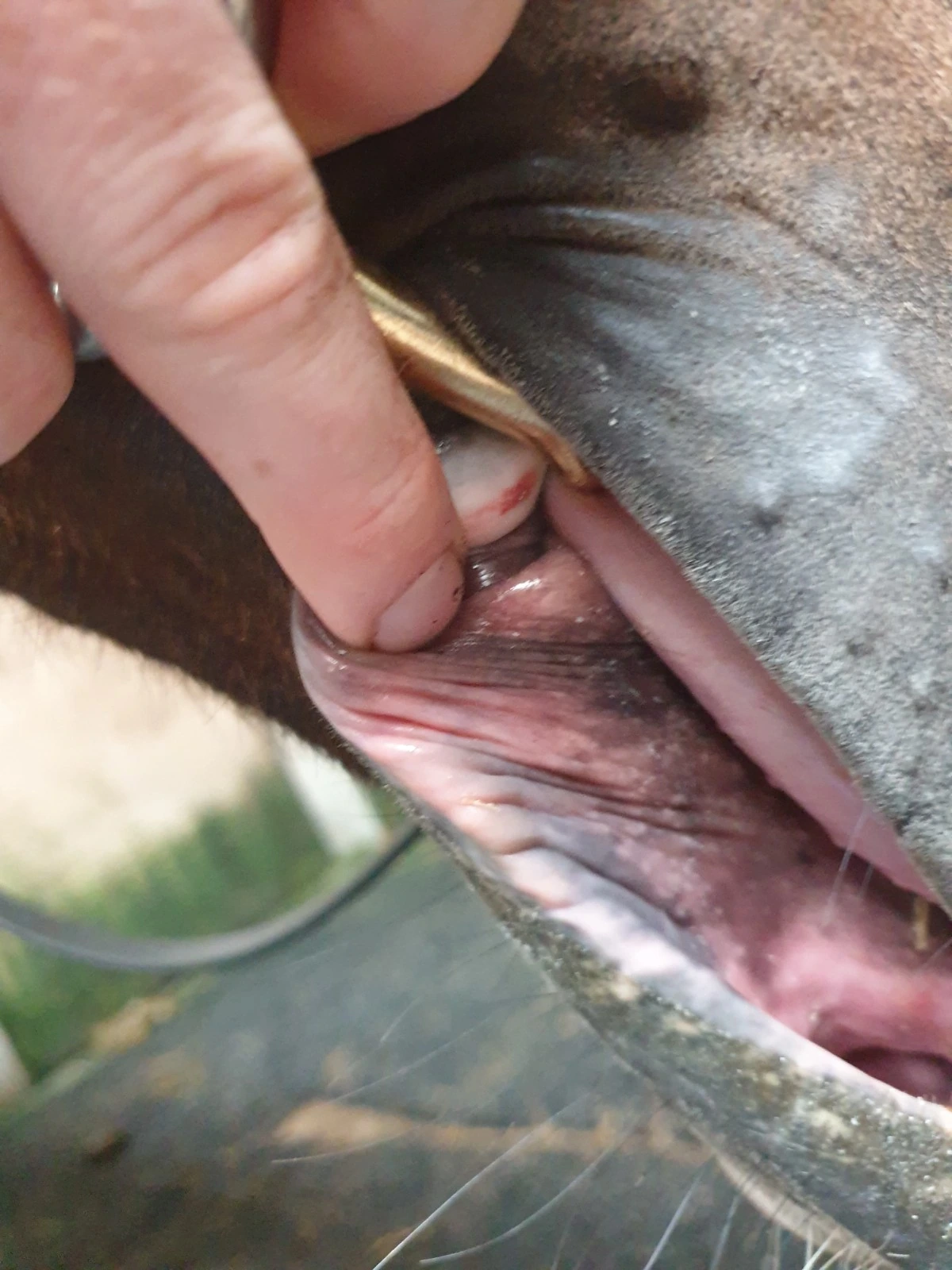 Close inspection of a horse's mouth