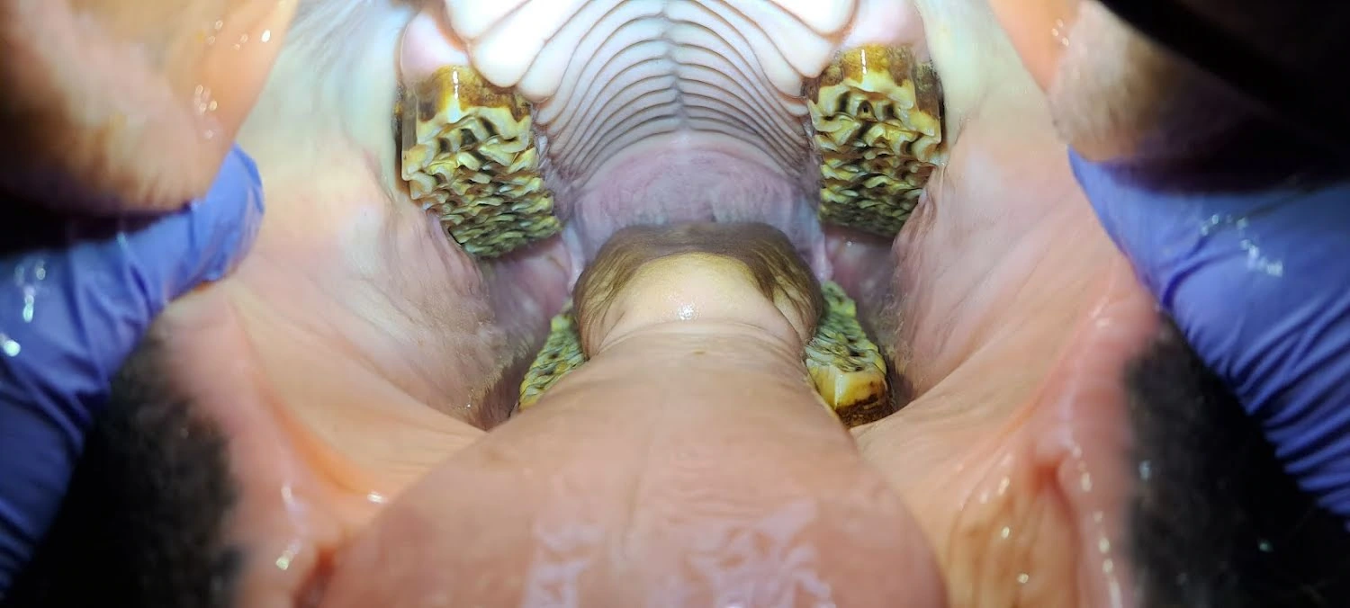 Read Your Horse's Mouth With Confidence