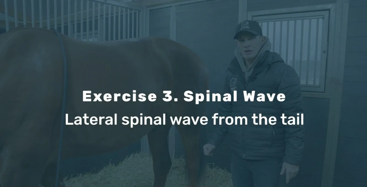 Spinal Wave from the Relaxing Stable Exercises